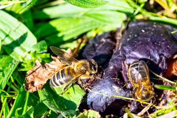 Honey bee also spelled honeybee in Polish garden