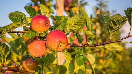 Reife Äpfel kurz vor der Ernte 