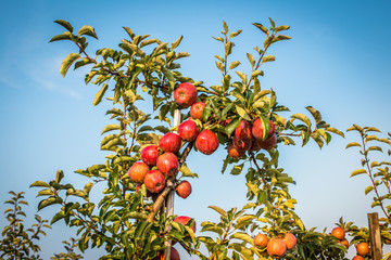 Apfelplantage in Norddeutschland