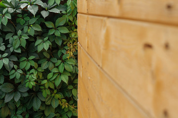  green fence of decorative grape leaves and a wooden wall with a space for text