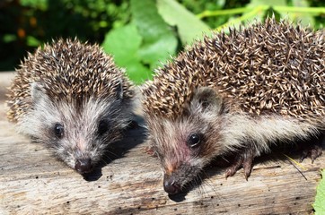 European hedgehog (Erinaceus europaeus), also known as the West European hedgehog or common hedgehog, is a hedgehog species found in Europe. © Kateryna Kordubailo