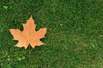  dry autumn maple leaf lie on the green grass