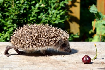 European hedgehog (Erinaceus europaeus), also known as the West European hedgehog or common hedgehog, is a hedgehog species found in Europe. © Kateryna Kordubailo