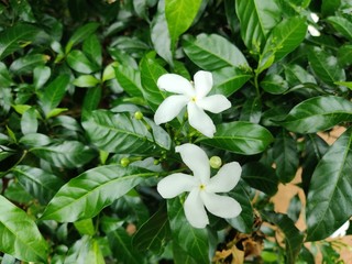 white flowers in garden