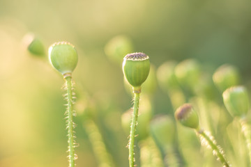 green poppy buds with seeds on a natural background, flowers grow on summer fields.