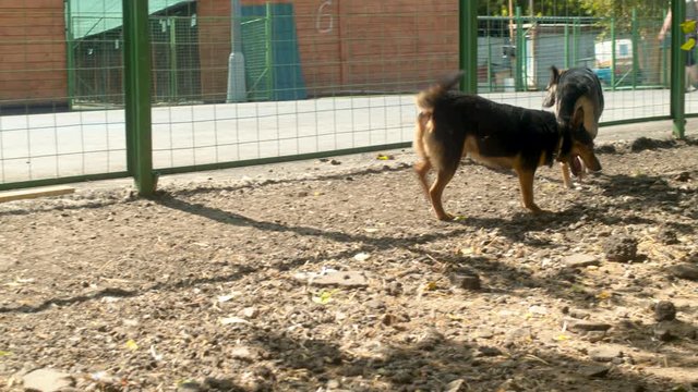 Disabled dog running near the fence