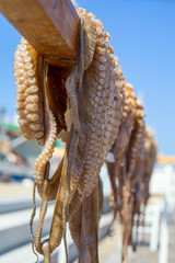 Krake - Oktopus - Fischerei