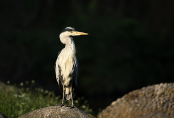 Grey heron perched on a rock in wetlands