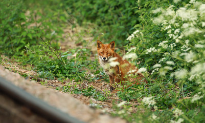 Red fox standing by a rail track in summer