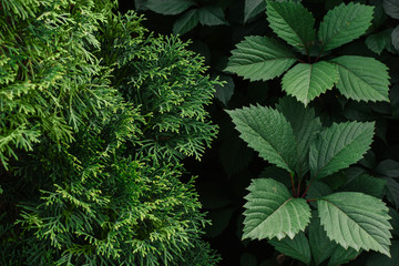  leaves of decorative grapes and needles of thuja