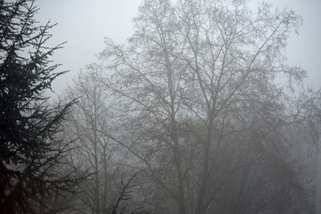 Obraz na płótnie Canvas Fog in the Early Morning