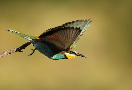 Close up of a European Bee-eater in flight © giedriius
