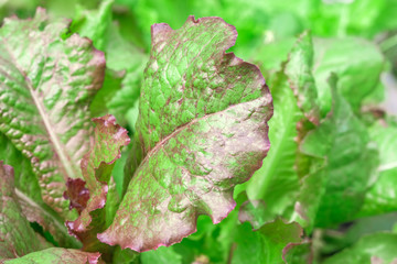 ripe fresh green salad lettuce Batavia closeup