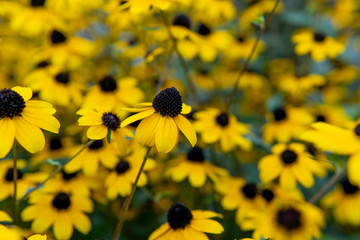 Yellow flowers on green leaf background.