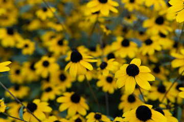 Yellow flowers on green leaf background.