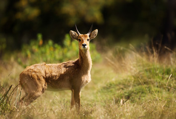 Close up of a Bohor Reedbuck in Grasslands