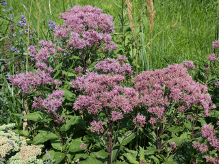 Obraz premium Eupatorium cannabiunum in the garden