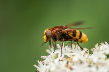 Volucella zonaria perched on white flower.