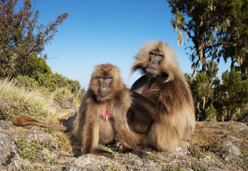 Close up of grooming male and female Gelada monkeys