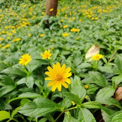 yellow flowers in garden
