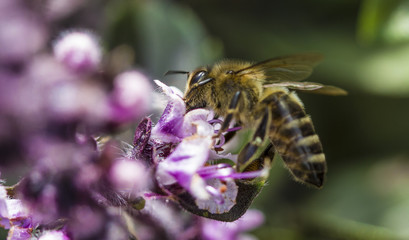 bee on lavender
