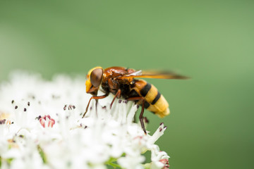 Volucella zonaria pollinating a white flower.