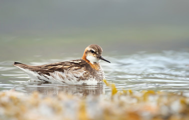 Close up of a Red-necked phalarope in water