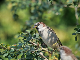 sparrow on a branch on the background of plants 