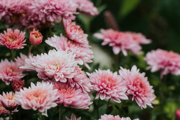 Obraz premium pink flowers of winter chrysanthemum. garden chrysanthemum