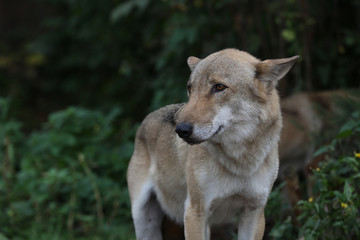 Gray Wolf (Canis lupus) Portrait - captive animal. Wolf at the zoo in the summer.