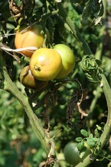 Green tomatoes on a branch in the garden. Tomatoes in the garden among green leaves. Unripe tomatoes