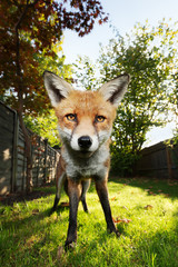 Close up of a red fox at sunset