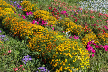Marigolds and petunias on a flower bed in the garden