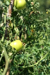 Aphids on the green tomato plant