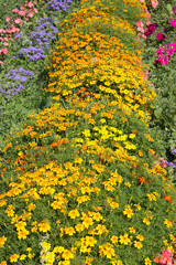 Marigolds and petunias on a flower bed in the garden