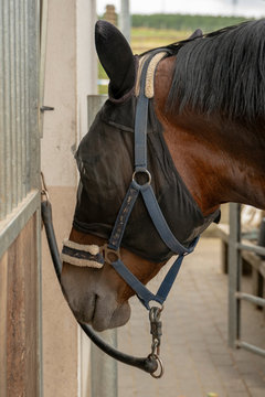 A horse of the breed Saxon Thuringian heavy warm blood wearing a fly mask. The insect protection covers the eyes. It carries a halter over it. Tied to the horse stable.
