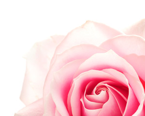 closeup of pink rose