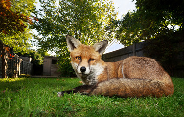 Close up of a Red fox lying on grass