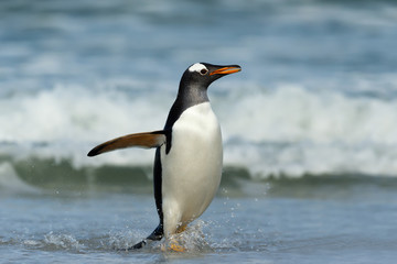 Gentoo penguin coming ashore from the ocean