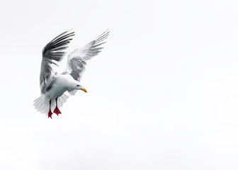 Seagull landing with folded wings white background