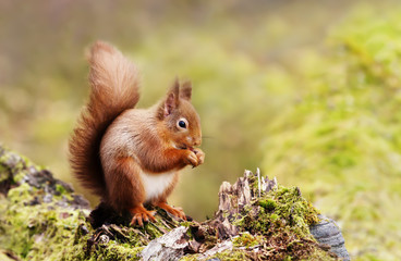 Naklejka na ściany i meble Red Squirrel eating nuts on a mossy log