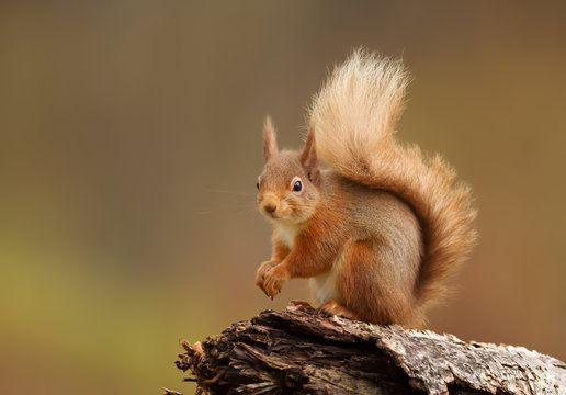 Close up of a red squirrel sitting on a log in the forest