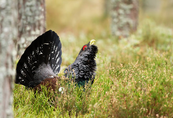 Close up of a western capercaillie in the forest