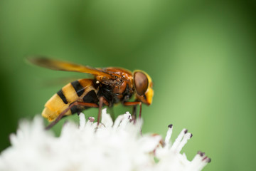 Volucella zonaria, the bee-like dragon-fly.