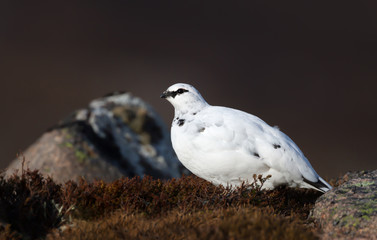 Close up of a male Rock Ptarmigan