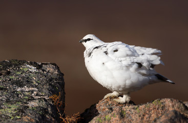 Close up of a male Rock Ptarmigan
