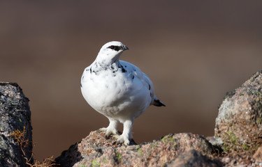 Close up of a male Rock Ptarmigan