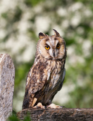 Obraz premium Long-eared owl perched on a post against green background