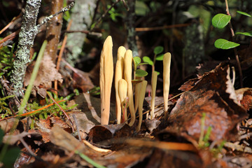 Clavariadelphus ligula. Rare species of fungus on Yamal in Russia