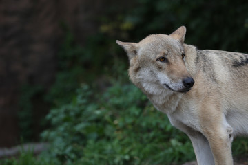 Gray Wolf (Canis lupus) Portrait - captive animal. Wolf at the zoo in the summer.